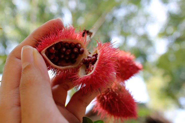 Dầu hạt điều