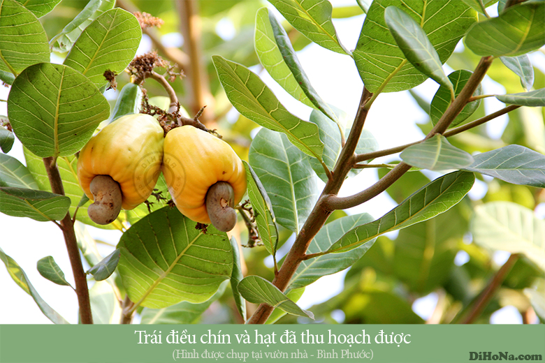hat-dieu-rang-muoi