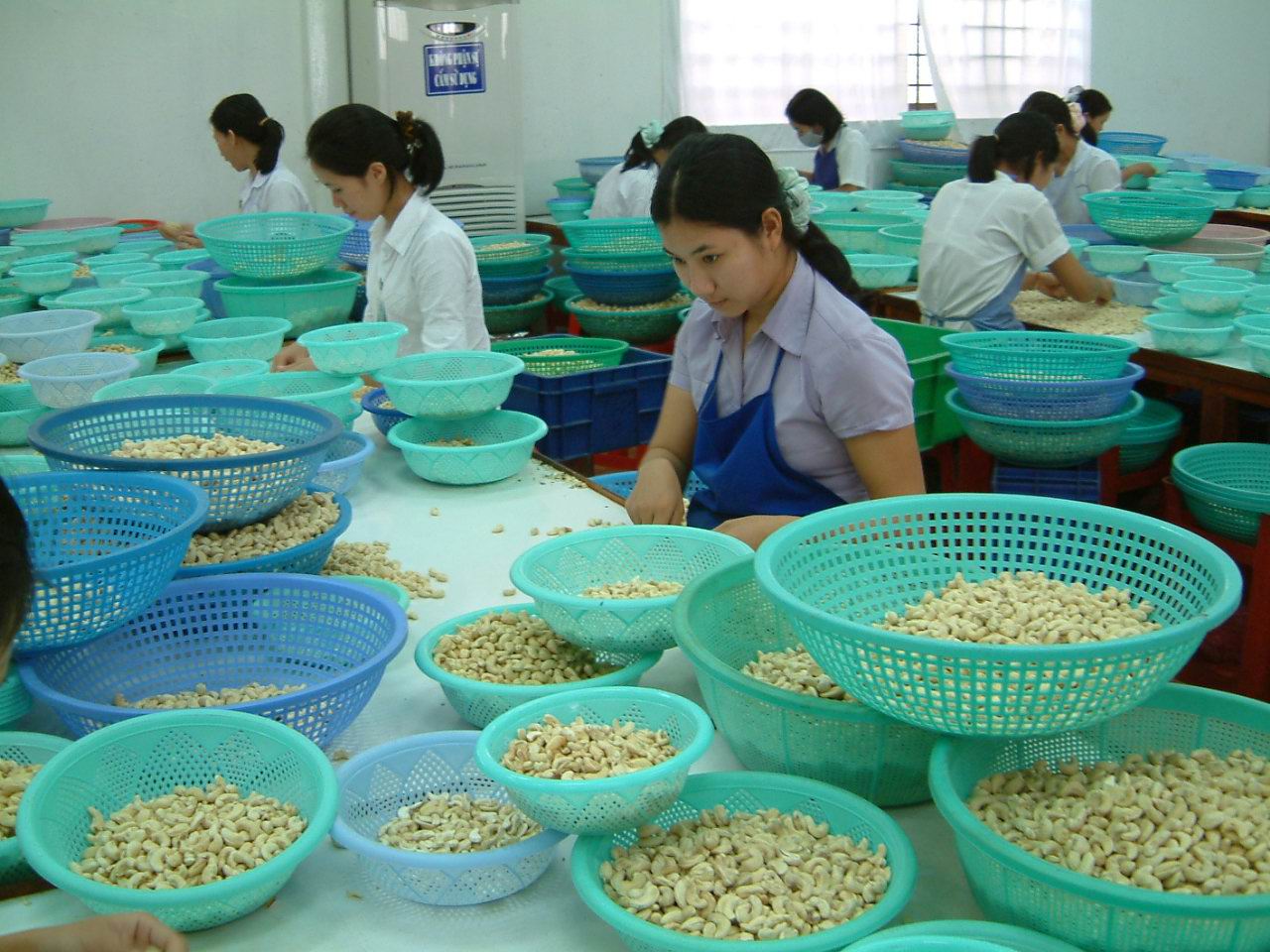 Hạt điều xuất khẩu