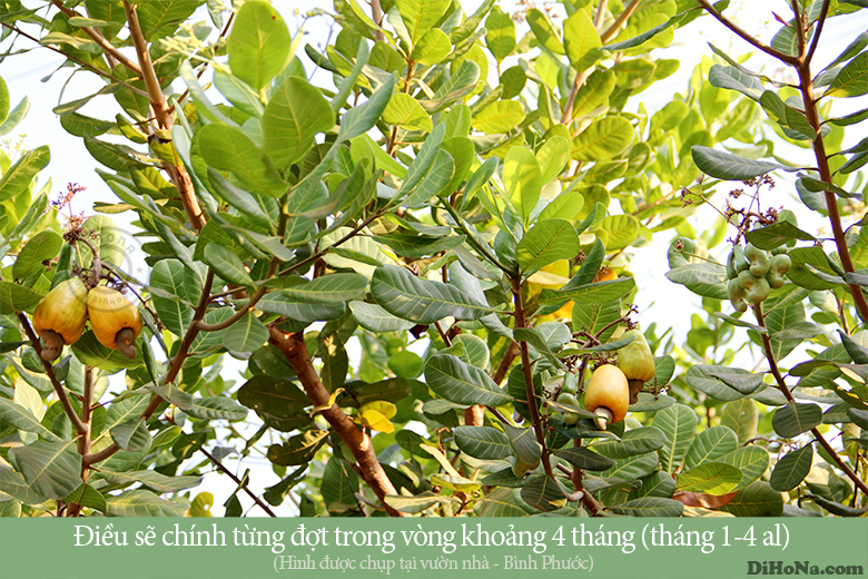 Hạt điều rang muối tại Hà Nội